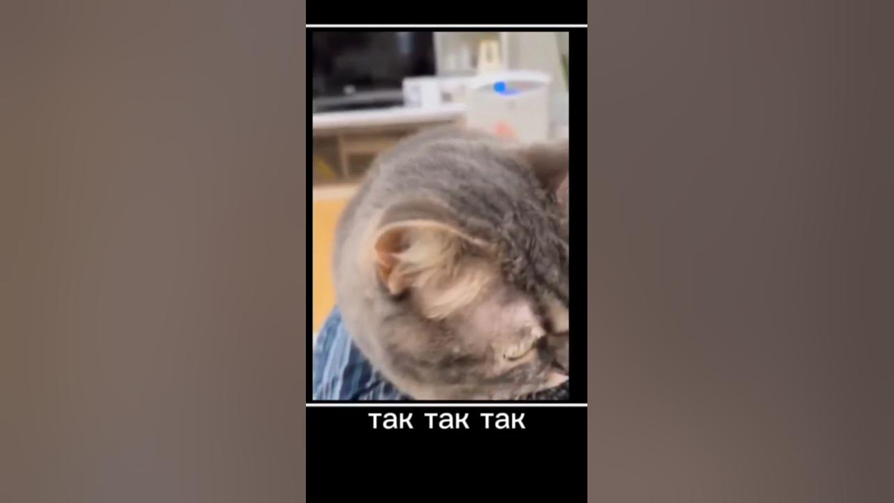 комару кошка - YouTube