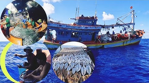 Ghe đi rê dù, câu môn gì để không bị mất thu nhập | Đánh cá 2024 - Tập 41 | Sóng biển Hứa Đông