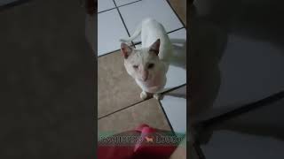 Assim como acontece com seres humanos, com os animais não é diferente.