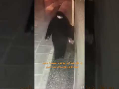 به نظر شما این موجود چیست باعث ایجاد جن ترسناک شده است