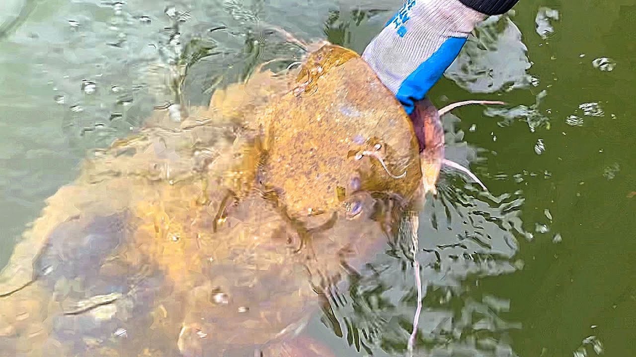 55 lb GIANT FLATHEAD (Biggest Flathead Catfish Of The Year!) 