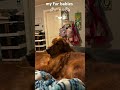 this is my family ⋆🐾°•*¨*•.¸¸☆*