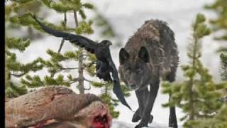 Voices of the Wolves