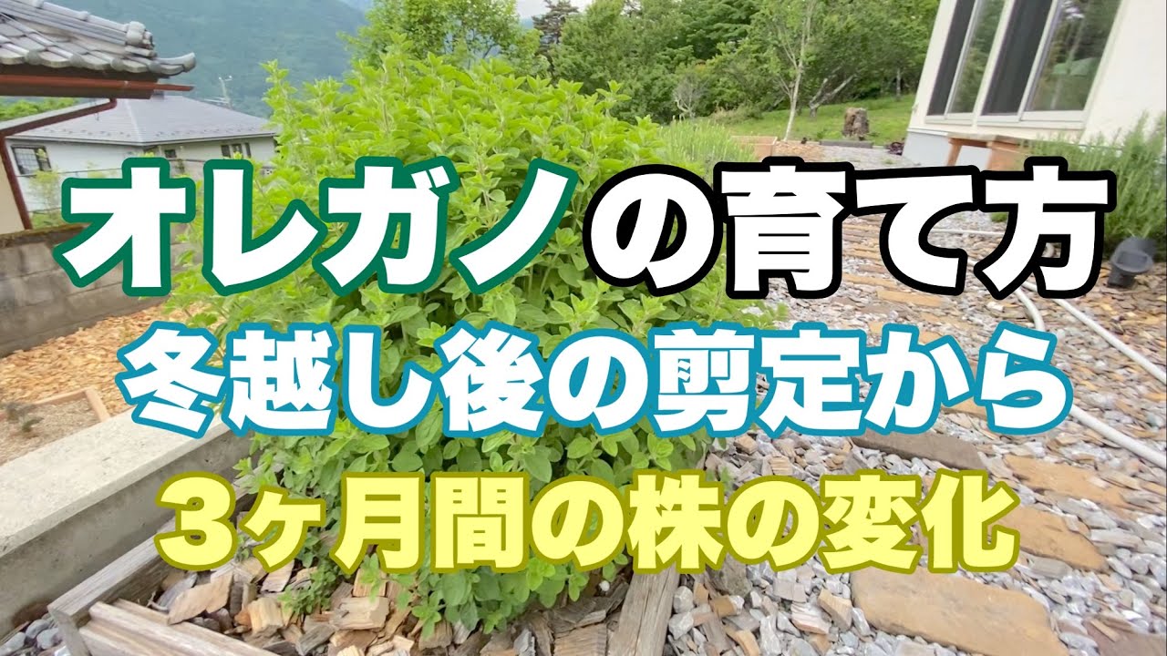 オレガノ 冬越し後の剪定から３ヶ月後の様子のまとめ Youtube