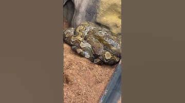 Kayuadi Reticulated Python #shorts #snake #animals #python #pets #wildlife