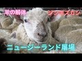 羊の屠場　ニュージーランド　ミートパッカー