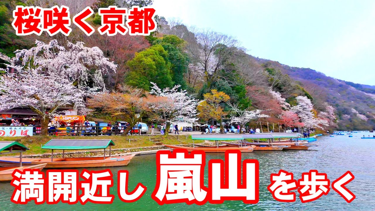 Kyoto Japan Walk/Cherry blossoms in Arashiyama/April 2 2024 桜咲く Kyoto Japan Walk/Cherry blossoms in Arashiyama/April 2 2024 桜咲く