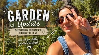 This Week on the Homestead | August Garden Update After Crazy Heat 🌞🌻