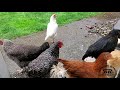 Chickens Get Outside