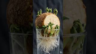 asy Potato Growing Hack for Beginners 🌱 Satisfying Plant Growth 🌱✨