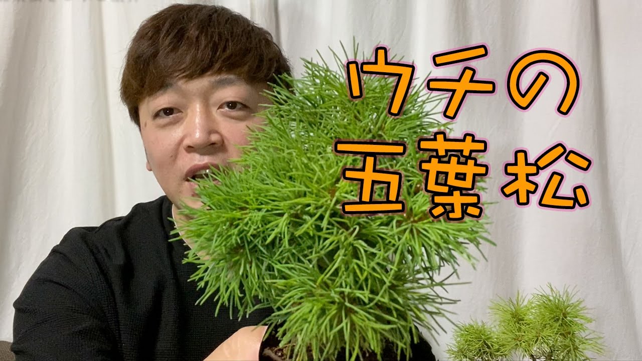 n*u様 八房五葉松『盆栽風』幹太,高級感ある綺麗な樹形。 八房五葉松を3本ご紹介 Introducing three Yatsufusa Goyomatsu - YouTube