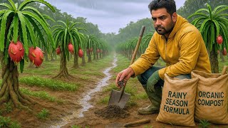 Dragon Fruit Rainy season fertilizer Management #dragon_fruit #pitayas #pitaya