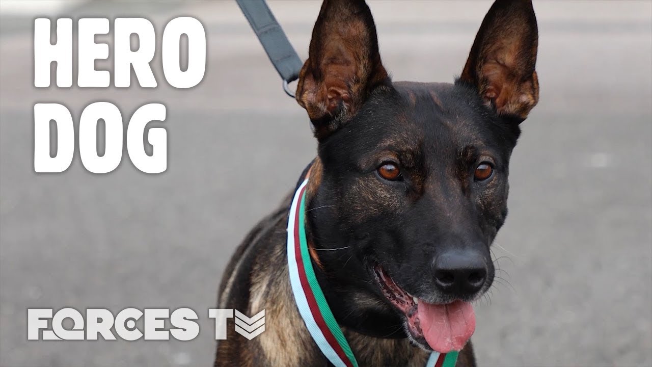 🐶 Hero Military Dog Kuno Awarded Animals' Victoria Cross! 🎖️ | Forces TV