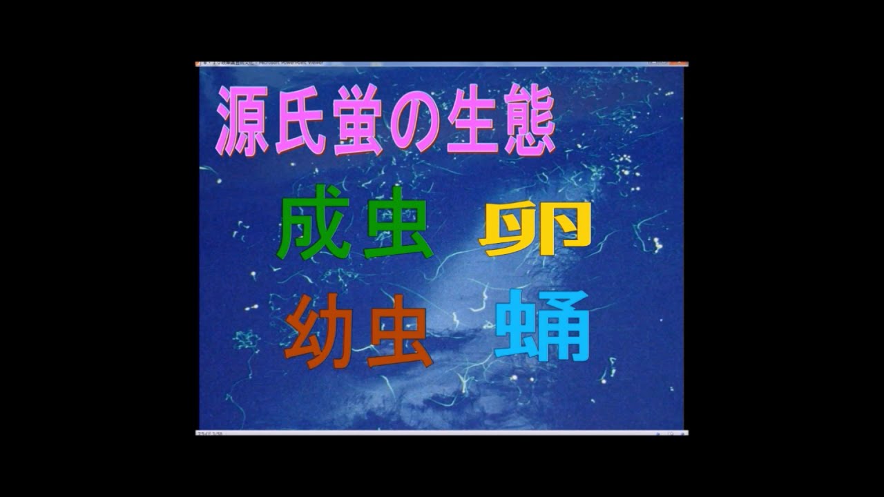 源氏蛍の一生と育て方 活動団体 南市橋ホタルを守る会 Youtube