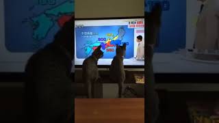 ЗАЛИПАЛКИ 🐱😍👀😂👍✌️#shorts #share #viral #приколысживотными #cat #коты #котики #catlovers #catvideos