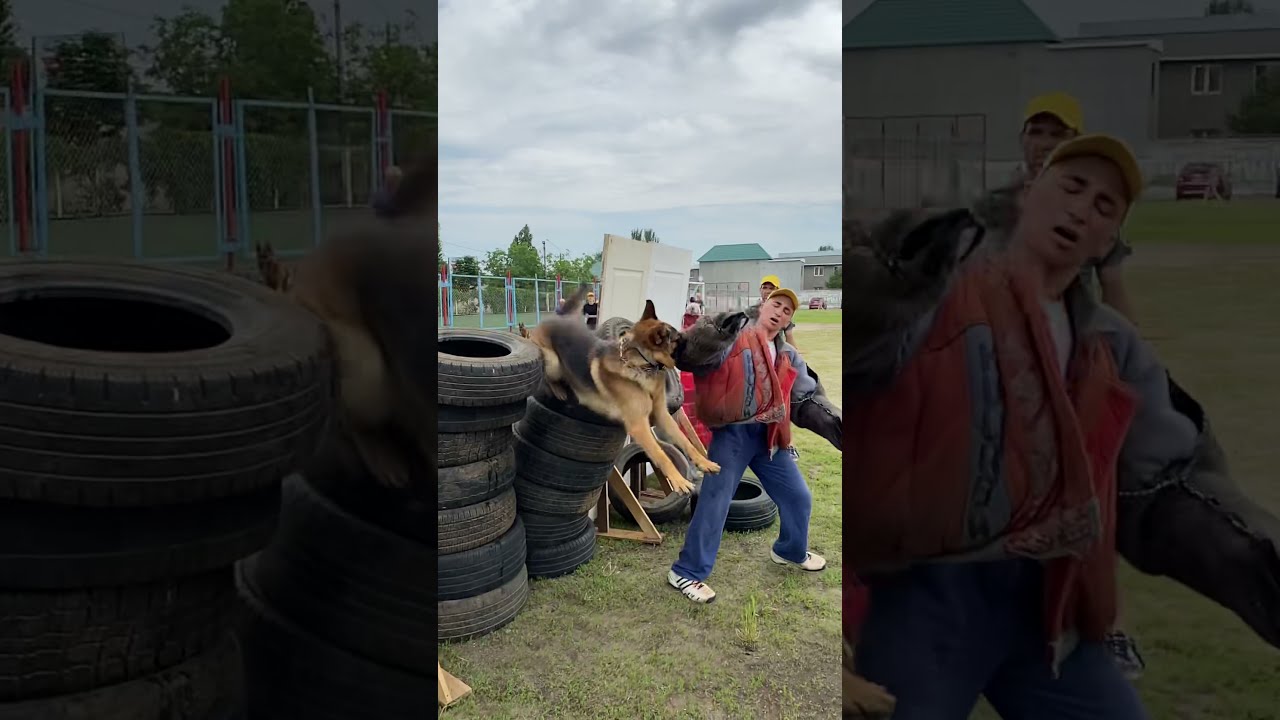 дрессировка военных собак