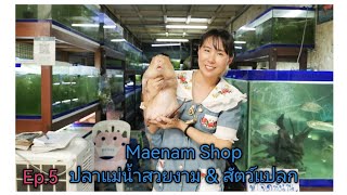 ร้าน​แม่น้ำ Maenam​ Shop​(ปลาแม่น้ำ​ &​ สัตว์​แปลก)​Ep.5