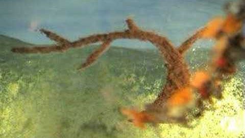 Smudge and click animation for assignment