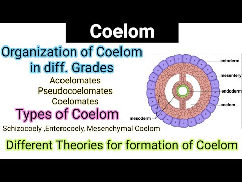 Coelom|Organization of coelom in diff. grades|Types of Coelom|Evolution/Theories|formation of coelom