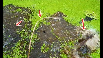 Cắm câu cá lóc ở Miền Tây nhìn cá dính thấy ham quá | fishing in the countryside of Vietnam