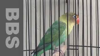 Love Bird Singing Training For Master 2 by NATURE WILDLIFE 325 views 1 year ago 1 minute, 39 seconds