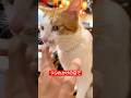 お店と猫たちを救った猫