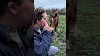 Jaw harp, horse and donkey 🥰 #jawharp #guimbarde #vargan #horse #donkey