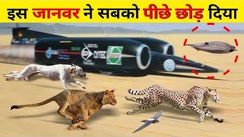 15 Fastest Animals In The World!