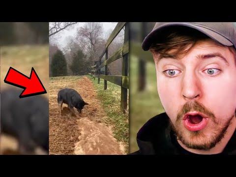I Found The Most Clever Dogs On Earth and The Fastest Worker - MrBeast