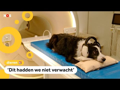Video: Geheugen Assistentie Honden