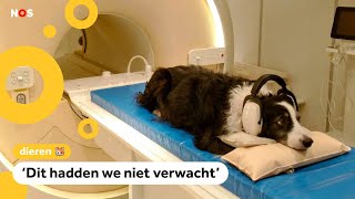 ¿Qué? Honden horen verschil tussen talen