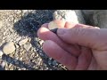 Beach Metal Detecting New Hampshire Barbers on top of the Sand