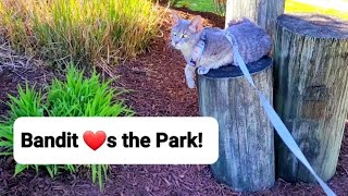 Bandit Chills at the Park 😻