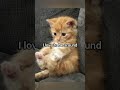 I love everyone #cat #cute #pets #funny #foryou #georgieebom #meme #steakwad #sehar