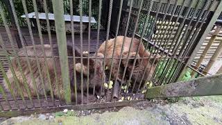 Медведи у Ольгинских водопадов -Абхазия