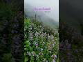 Neelakurinji Bloom | ഇടുക്കി നീലക്കുറിഞ്ഞി #ഇടുക്കി #neelakurinji