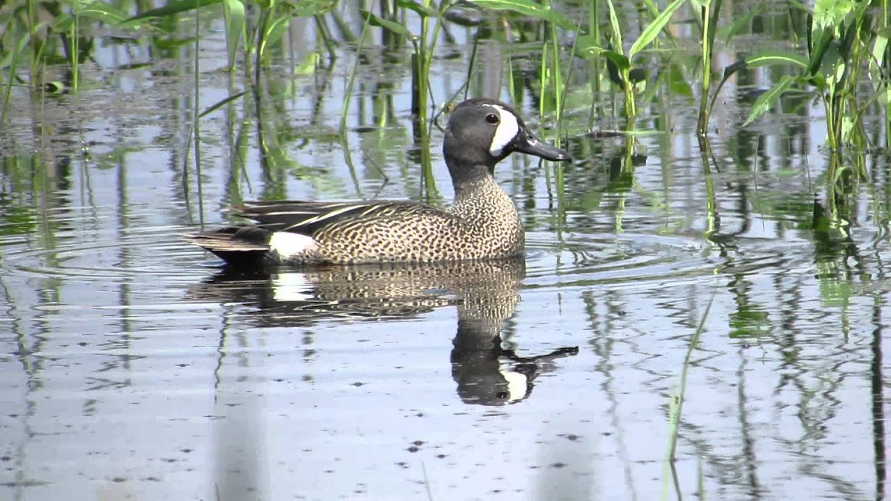 Blue-winged Teal 