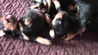 Faruk X M-Koksi Щенкам 18Дней 2Mvi 0192