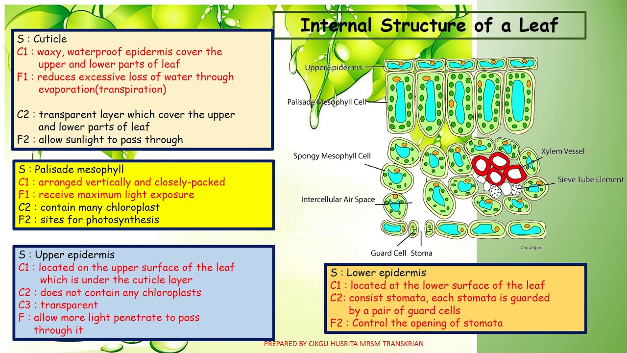 CHAPTER 2 LEAF STRUCTURE AND FUNCTION AUDIO YouTube