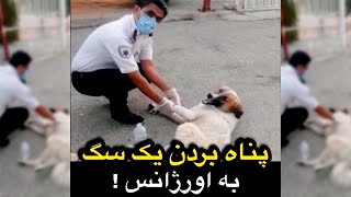 پناه بردن سگ زخمی به اورژانسی در ایران