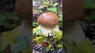 Id Tap That Bbl Boletes, Tribute To