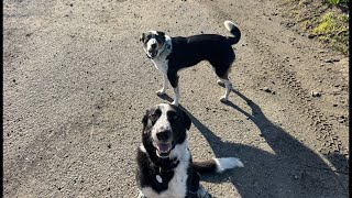Playing Fetch with our Dogs at the Beach on a Beautiful North Coast Day #dog #dogs #beach