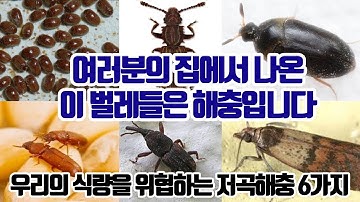 집에서 나온 이 벌레는 해충입니다. 대표적인 저곡해충 [권연벌레/톱가슴머리대장/수시렁이/거짓쌀도둑거저리/쌀바구미/화랑곡나방]