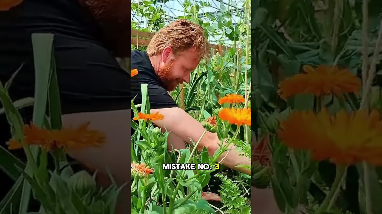Zucchini Companion Planting Mistakes to Avoid!