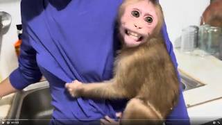Baby monkey Bella