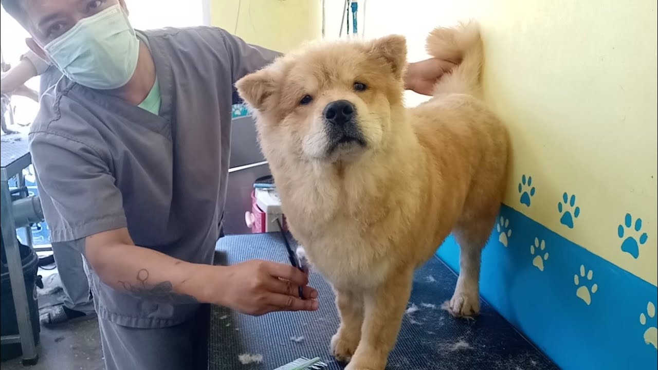 Image showcasing Chow Chow Short Trimming | Dog Grooming - YouTube