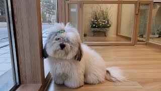 [애니살롱] 삽살개 아닙니다만...꼬똥미용 /Coton de Tulear