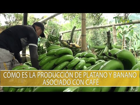 Como es la produccion de platano y banano asociado con cafe - TvAgro por Juan Gonzalo Angel Restrepo