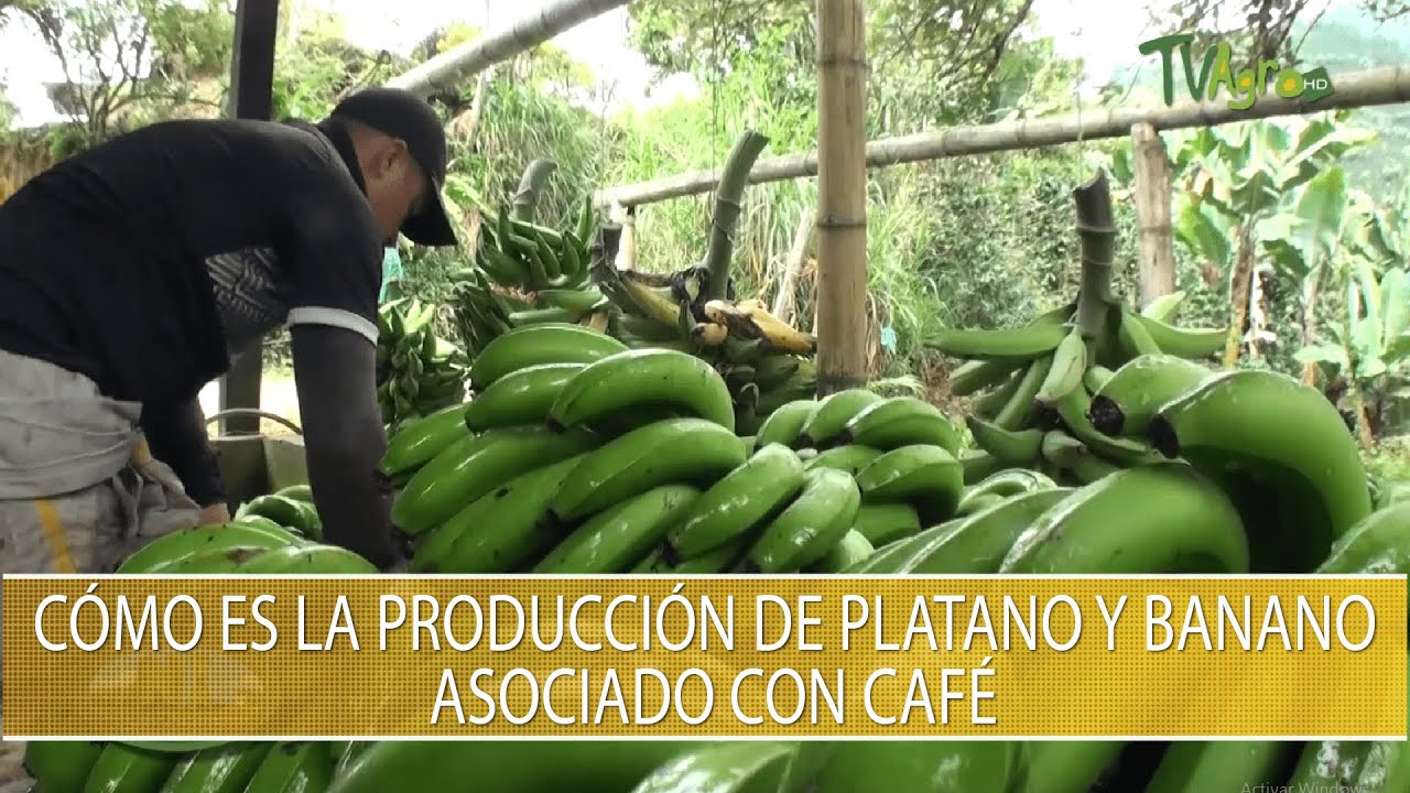 Como es la produccion de platano y banano asociado con cafe - TvAgro por Juan Gonzalo Angel Restrepo