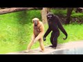 Gibbons walk like humans  ape gibbons walking  climbing like trampoline gymnastics